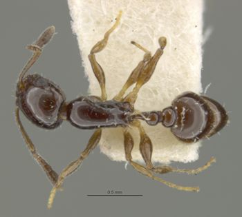 Media type: image;   Entomology 23781 Aspect: habitus dorsal view
